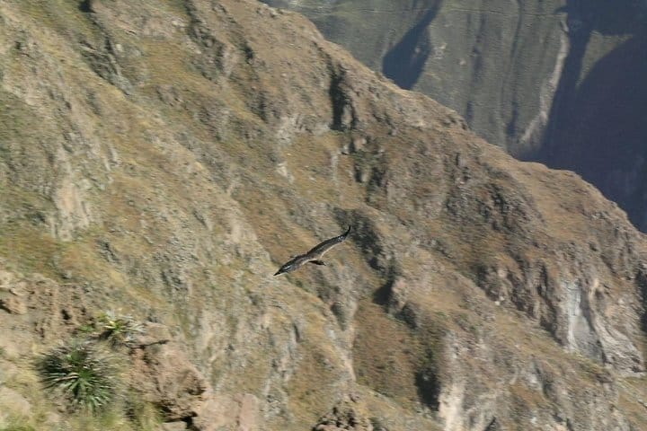 Full Day Colca Canyon Tour 2