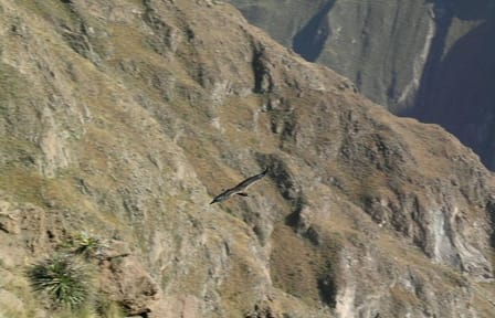 Full Day Colca Canyon Tour from Arequipa with Cultural Stops
