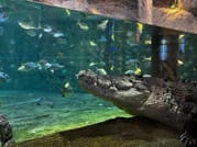  The thrilling gaze of the crocodile at Dubai Aquarium & Underwater Zoo 
