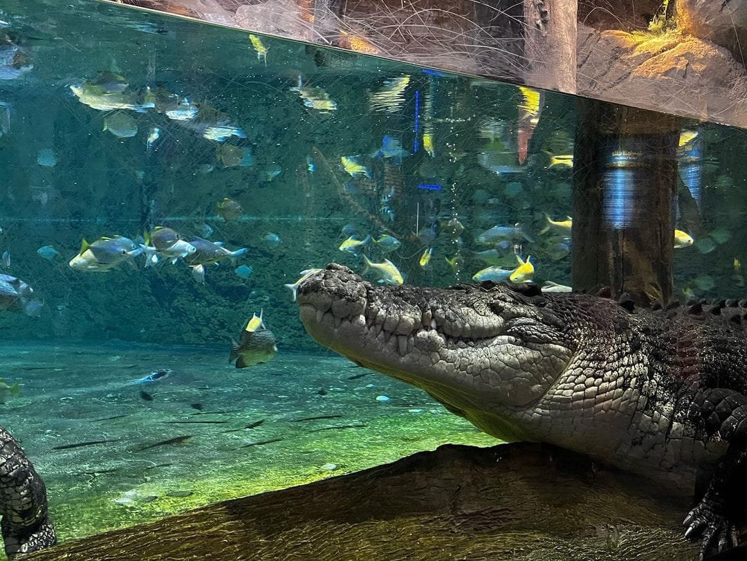 The thrilling gaze of the crocodile at Dubai Aquarium & Underwater Zoo 