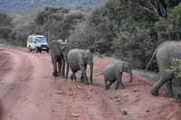 "Majestic strides in the Mara: elephants on the move.