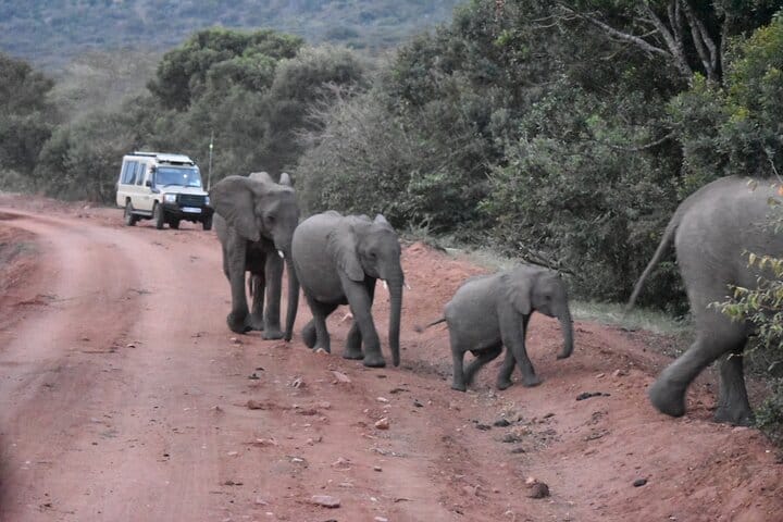 "Majestic strides in the Mara: elephants on the move.
