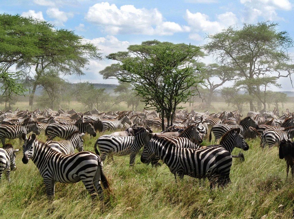 Ultimate Uganda and Tanzania Gorilla Trekking & Great Migration Safari