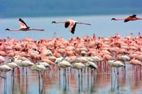 Lake Nakuru National park