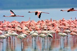 Lake Nakuru Day Trip From Nairobi