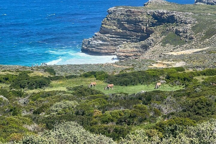 Full-Day Cape of Good Hope and Table Mountain with Penguins Tour