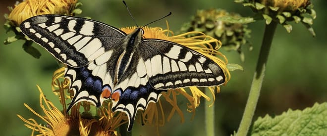 Tickets to Dubai Butterfly Garden 3