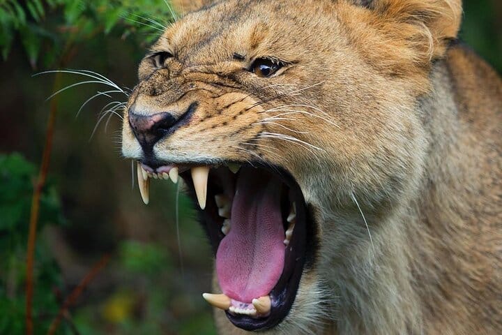 5-day African Safaris and Gorilla Treks Private Tour