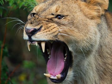 5-Day Gorilla Trekking and Safari Tour in Kampala, Uganda