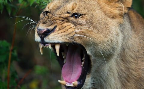 5-Day Gorilla Trekking and Safari Tour in Kampala, Uganda