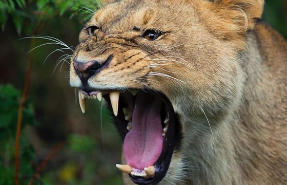 5-day African Safaris and Gorilla Treks Private Tour