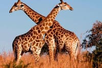Amboseli safari