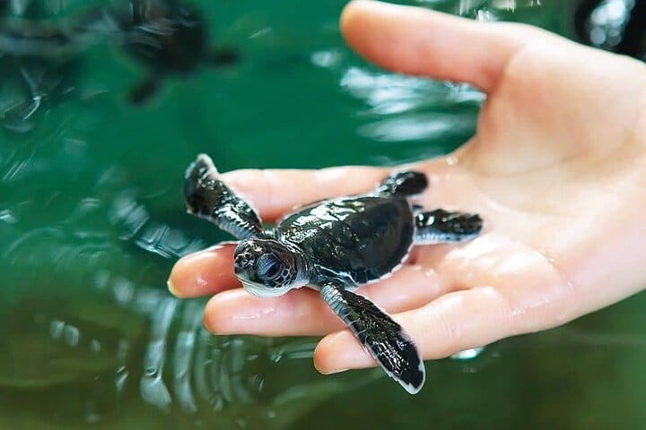 Madu River Boat Safari and Kosgoda Turtle Hatchery from Bentota 6