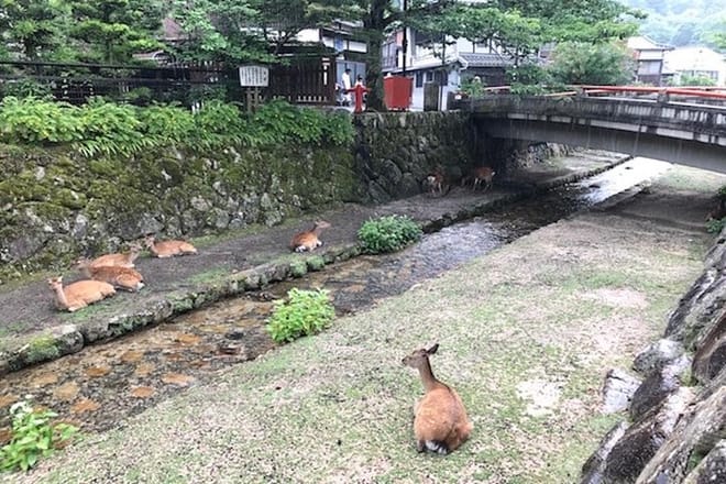 Sandankyo Valley Guided Day Tour from Hiroshima photo 4