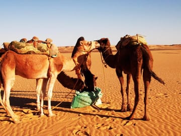8-Day Private Adventure in Cairo's White & Black Desert