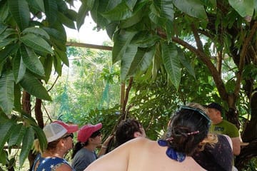 Sloth and Monkey Encounter with City Tour in West End, Honduras