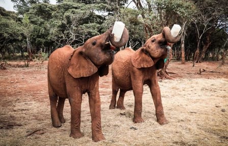 10-Day Honeymoon Safari and City Tour in Nairobi, Kenya