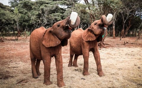 10-Day Honeymoon Safari and City Tour in Nairobi, Kenya