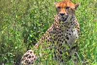 Amboseli park