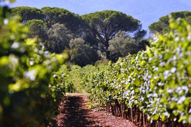 Calanques of Cassis, Aix-en-Provence & Wine tasting Shared Tour from Nice photo 5
