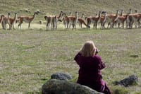 El Calafate Safari Experience 5