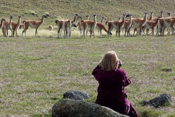 El Calafate Safari Experience