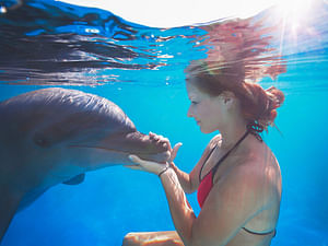 DOLPHIN EXTREME