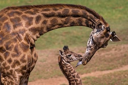 Nairobi Giraffe Center Guided Tour: Feed Rothschild Giraffes & Explore Nature