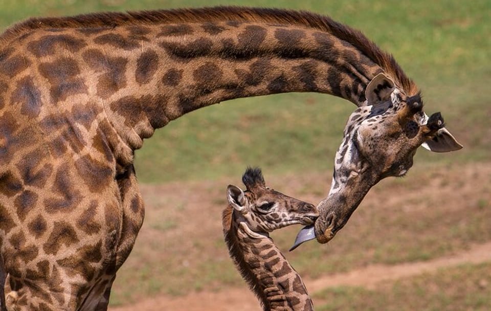Nairobi Guided Day Tour to Giraffe Center