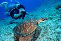 Scuba Diving Experience in Kusadasi with Instructor and Transfer 9