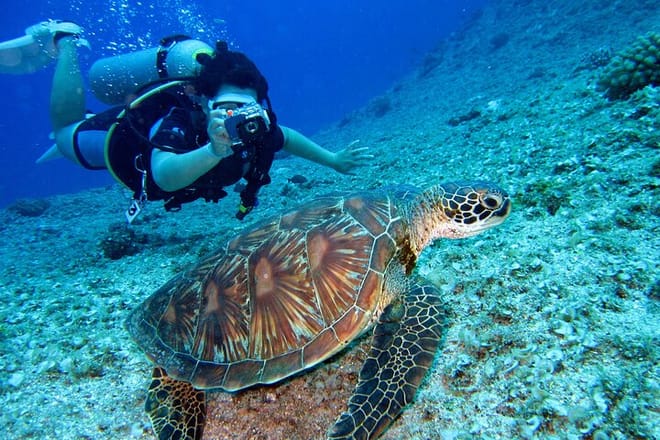 Scuba Diving Experience in Kusadasi with Instructor and Transfer 9