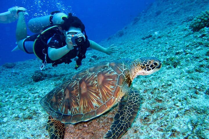 Scuba Diving Experience in Kusadasi with Instructor and Transfer 9