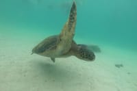 Sea Turtles