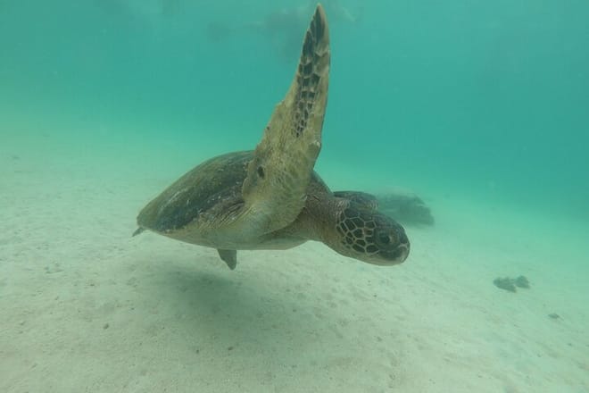 Sea Turtles