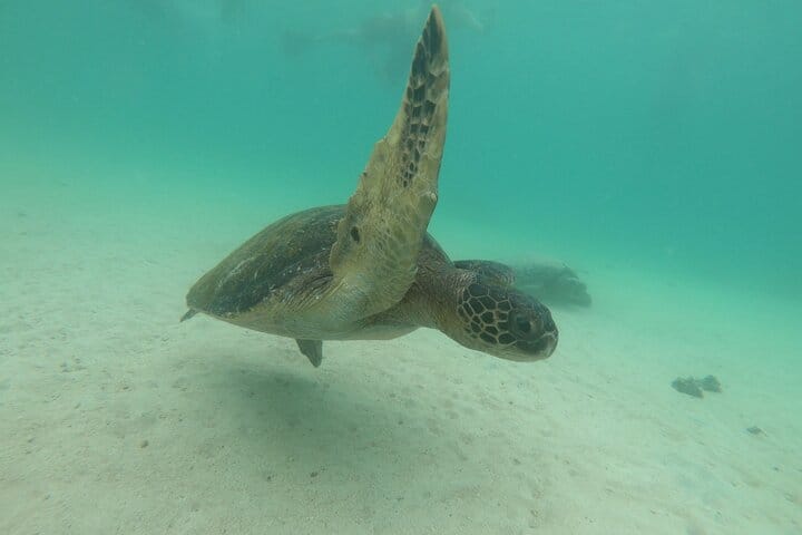 Sea Turtles