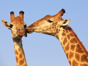 Six-Day Safari and Beach Tour in Durban, South Africa