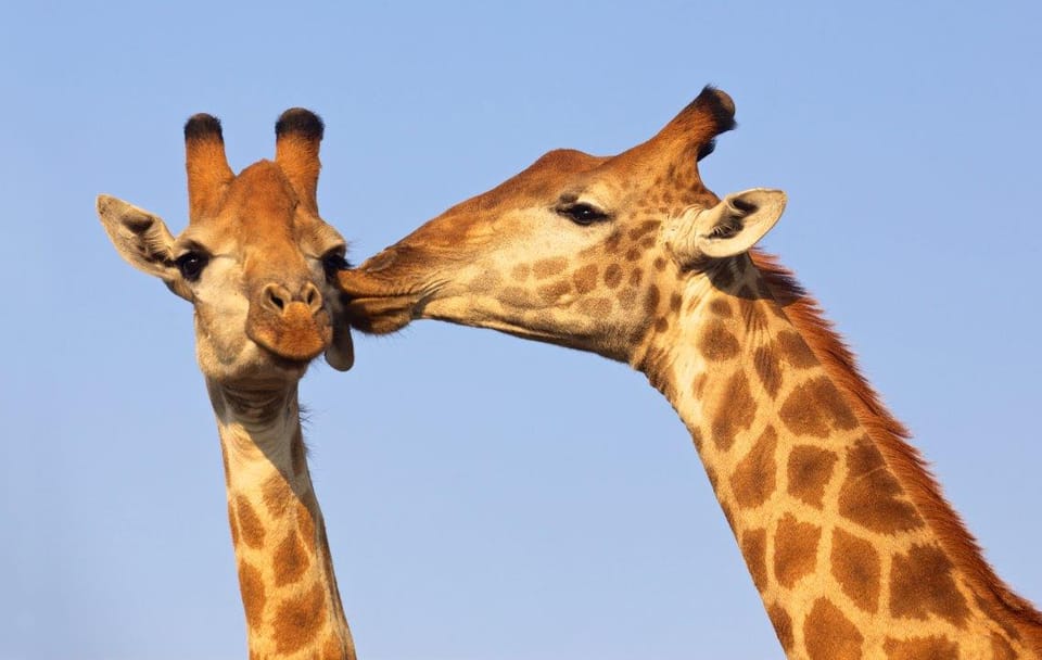 Six-Day Safari and Beach Tour in Durban, South Africa