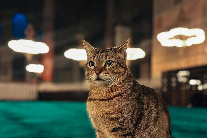 A cat in Hagia Sophia