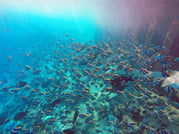Guided Snorkeling Trip 8