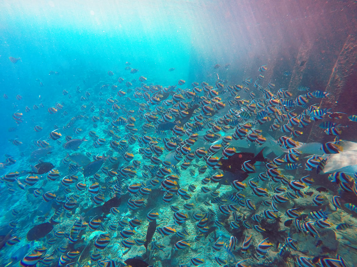Guided Snorkeling Trip 8