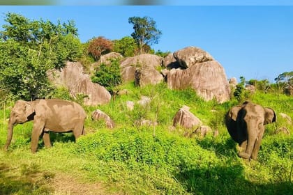 Leopard Safari In Yala National Park From Galle