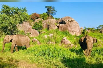 Leopard Safari Tour in Yala National Park from Galle