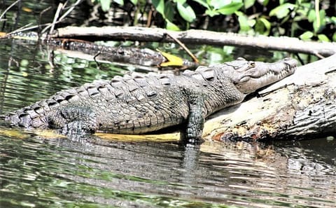 Private Tour of YS Falls and Black River Safari in Jamaica