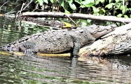Private Tour of YS Falls and Black River Safari in Jamaica