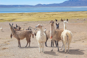 Petroglyphs and Sillar Rock Formations Tour in Arequipa