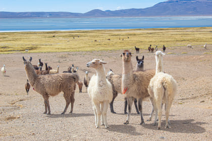 Are-08 : Petroglyphs and Pillars – Sillar Route Adventure