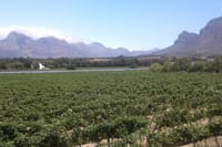 Vineyard in Franschhoek