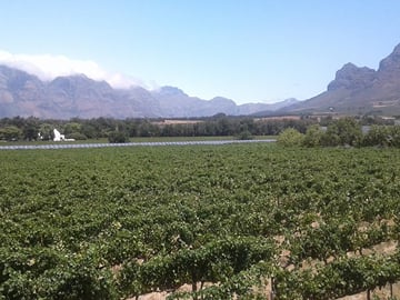 Vineyard in Franschhoek