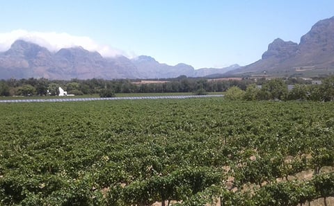 Private Stellenbosch, Franschhoek Paarl Wine Tour from Cape Town