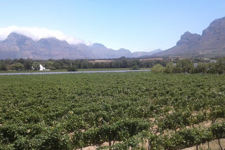 Vineyard in Franschhoek